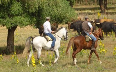 A CABALLO ENTRE TOROS