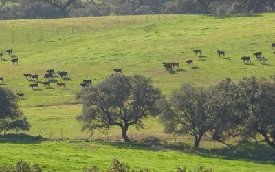DOCUMENTALES