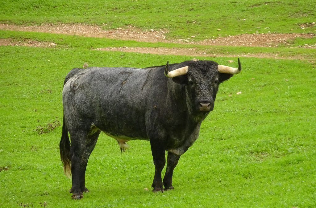 ver toros bravos -aprende de toros