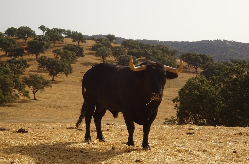 turismo taurino - ver toros bravos