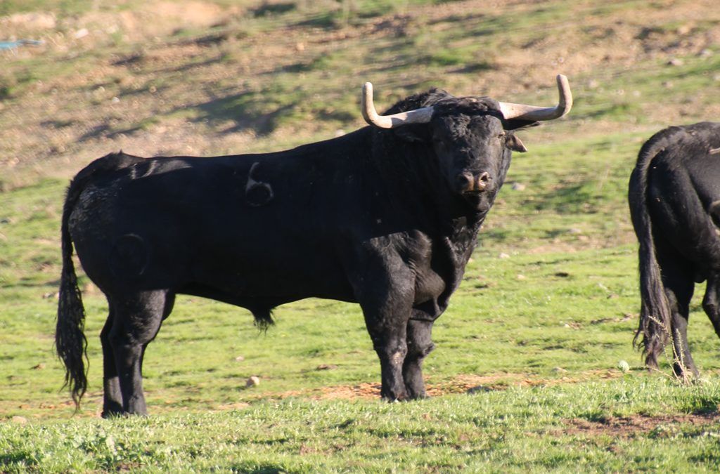 visitar una ganaderia de toros bravos
