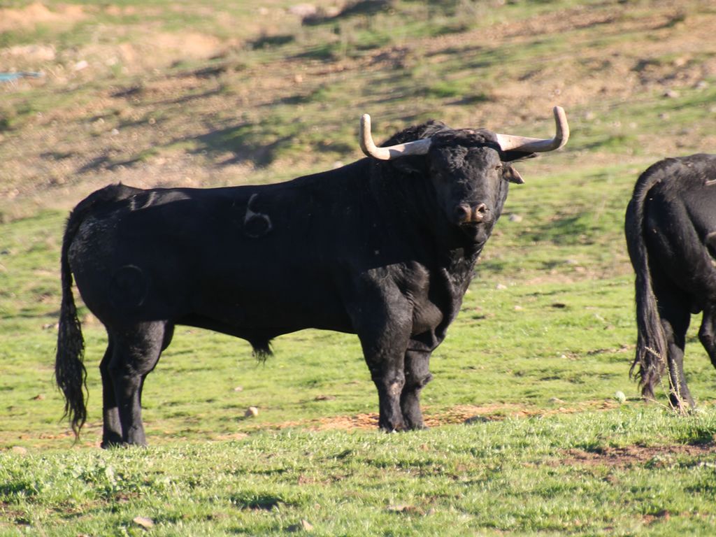visitar una ganaderia de toros bravos