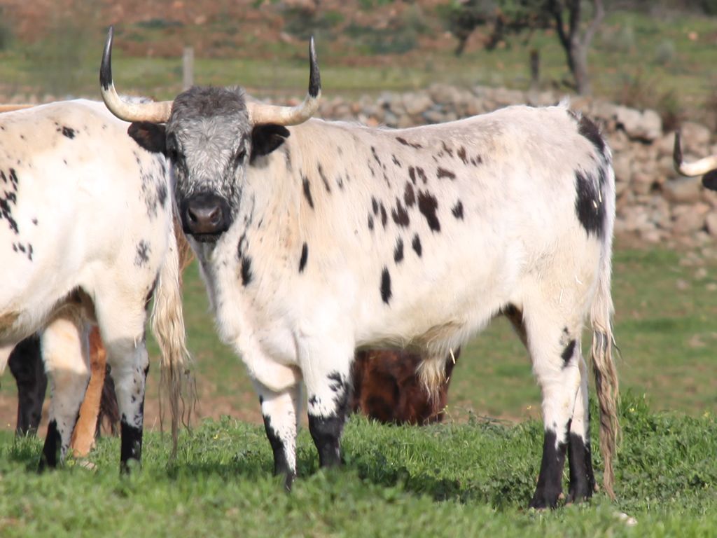 la vaca brava en la ganaderia de toros bravos