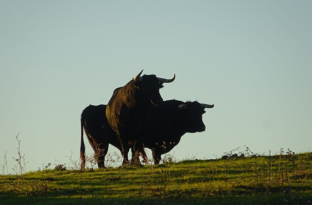 el toro bravo en la naturaleza brava