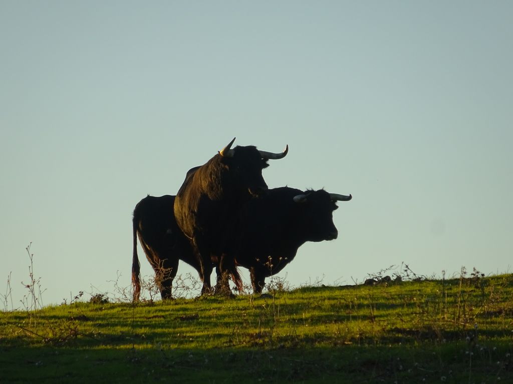 el toro bravo en la naturaleza brava