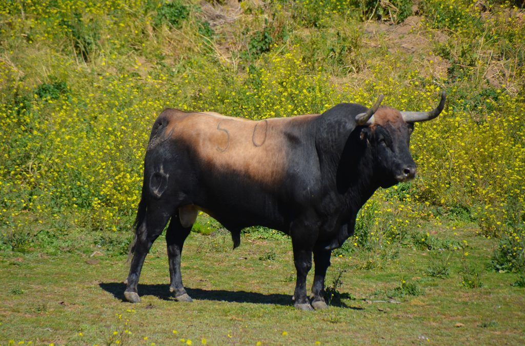el toro bravo en la naturaleza