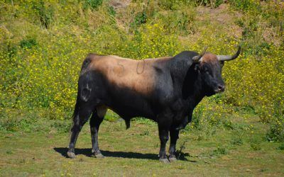 Toros de Lagunajanda