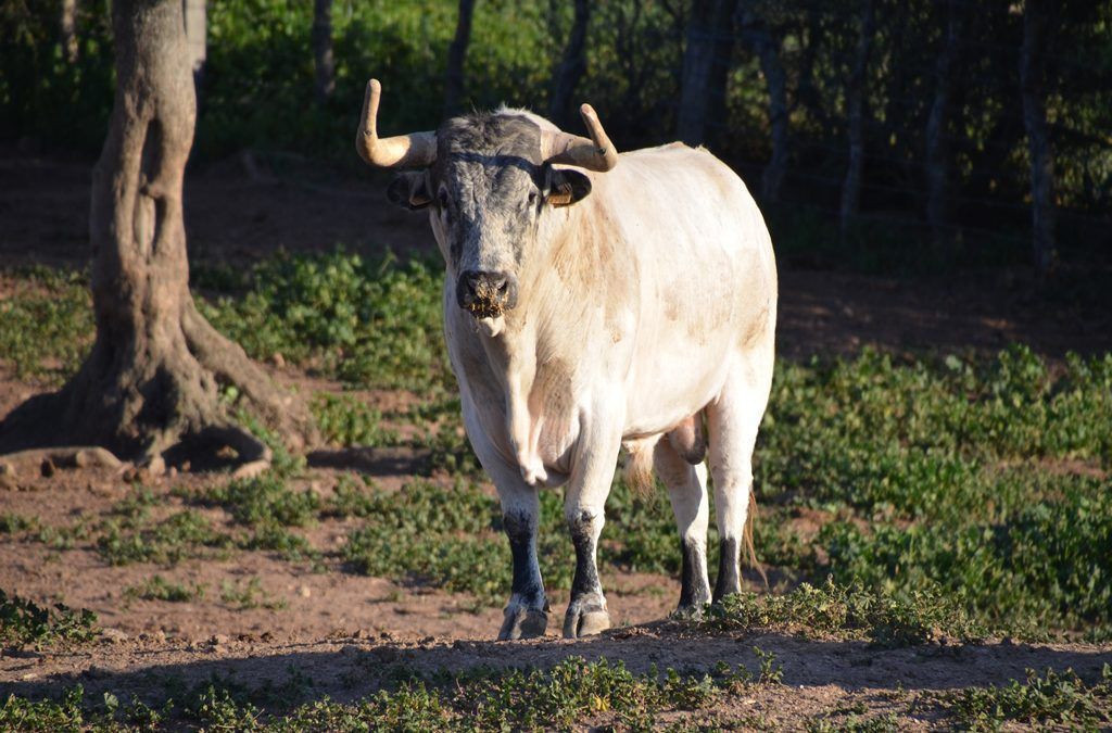 el toro bravo animal unico en la ganderia de toros bravos