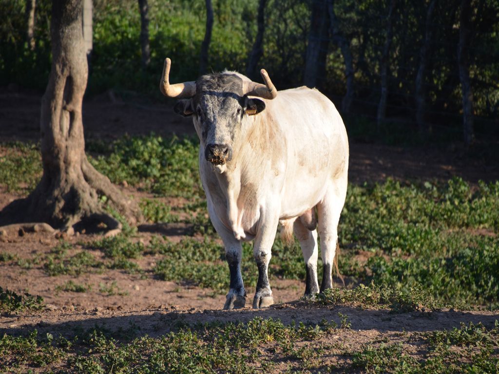 el toro bravo animal unico en la ganderia de toros bravos