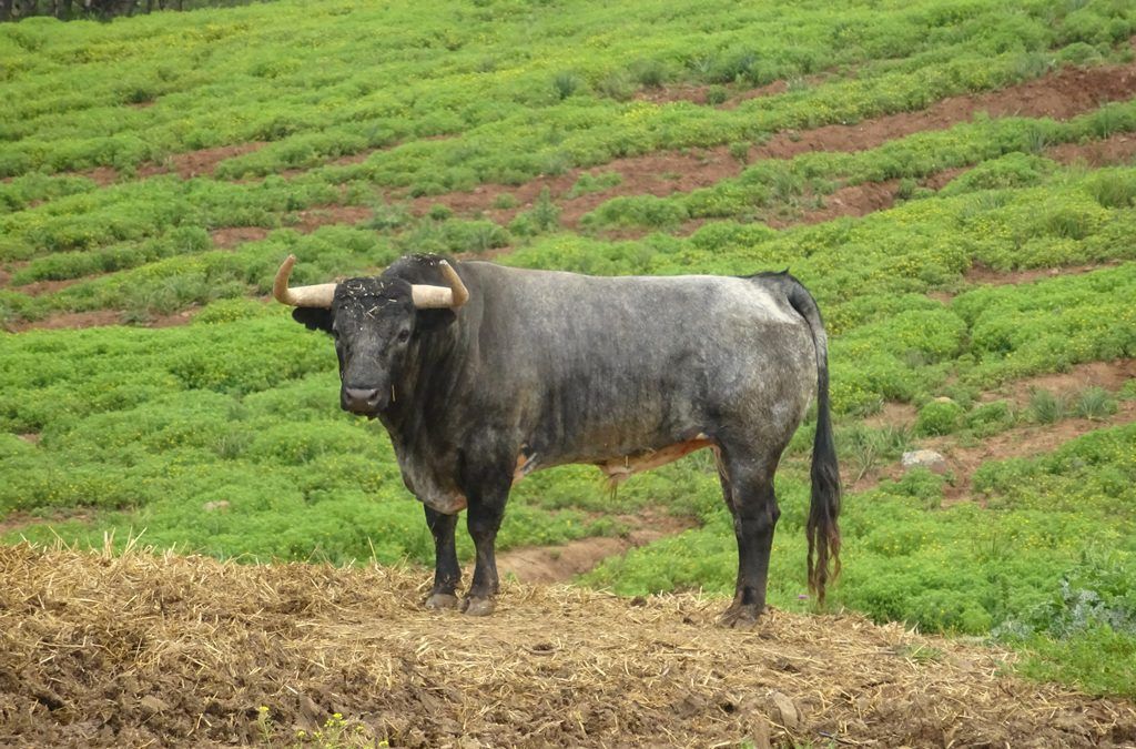 el toro bravo en la ganaderia de toros bravos