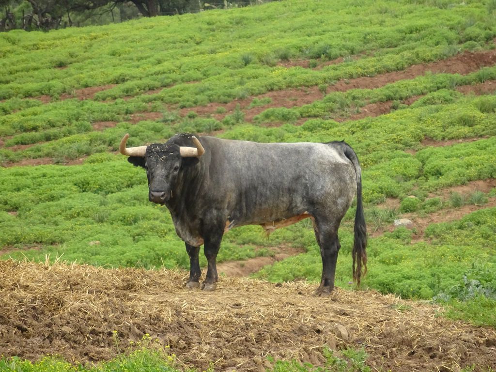el toro bravo en la ganaderia de toros bravos