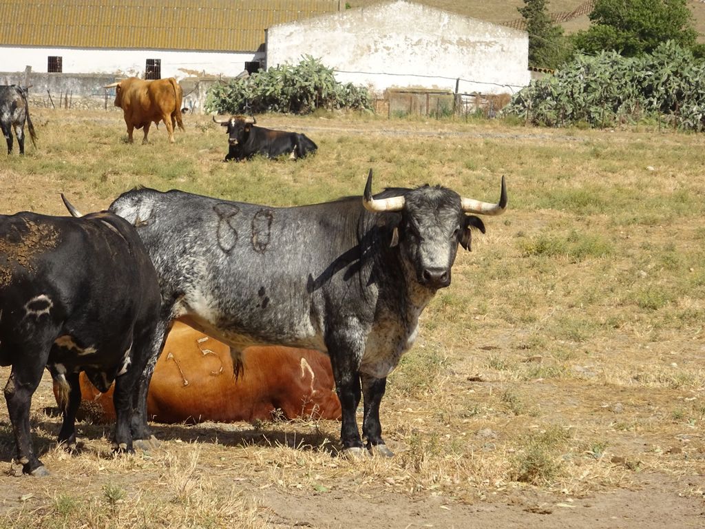 el toro bravo en la naturaleza