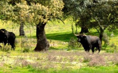 Presentación Oficial de «Aprende de Toros» – Jueves 1 junio «Las Ventas» (Madrid)