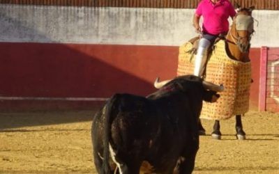 TORO INDULTADO EN EL CAMPO.