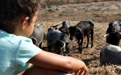 VERANO 2018 – EL CAMPO BRAVO A TU DISPOSICIÓN