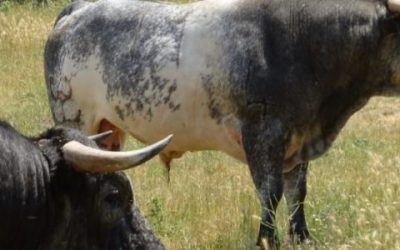 «APRENDE DE TOROS» EN ABC