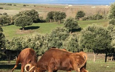 ¡EN SEGOVIA TAMBIÉN PODEMOS VER AL TORO DE LIDIA EN SU MÁXIMA EXPRESIÓN!