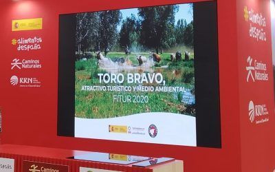 FITUR – EL TORO BRAVO COMO POTENCIAL ECOLÓGICO, GASTRONÓMICO Y TURÍSTICO.