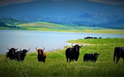 EL TORO BRAVO EN LOS ESPACIOS NATURALES DE CÁDIZ