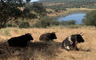 VERANO EN EL CAMPO BRAVO