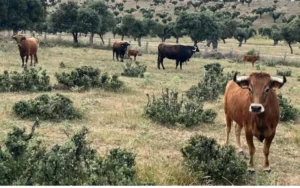 Toros bravos en libertad en la dehesa
