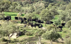 Dehesa con ganadería en Extremadura