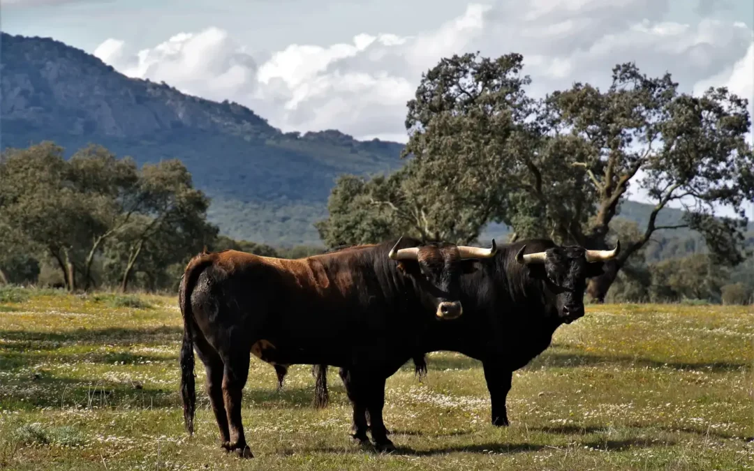 Mejor ganadería de la Feria del Toro de San Fermín 2026