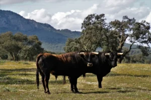 Mejor ganadería de la Feria del Toro de San Fermín 2026