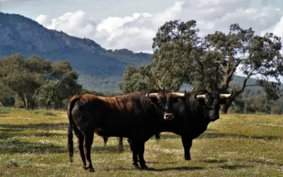 Mejor ganadería de la Feria del Toro de San Fermín 2026