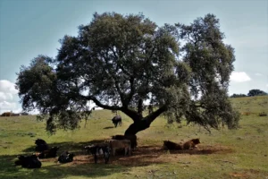 Toros en una encina descansando