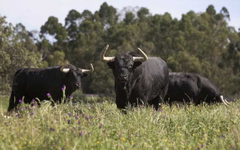 Toros ganadería Juan Pedro Domecq