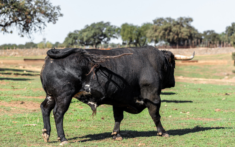 Toro de una ganadería de Toro Bravo